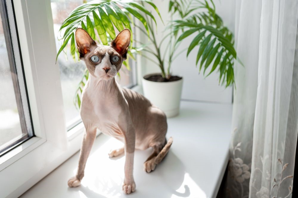 sphynx